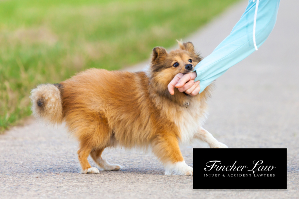 Common Causes of Dog Bite Incidents in Overland Park